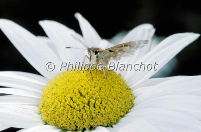 carcharodus alceae.JPG - Carcharodus alceaeHesperie de l'alcée sur margueriteMallow SkipperLepidoptera, HesperiidaeFrance